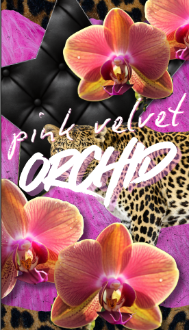 Diva Screensavers